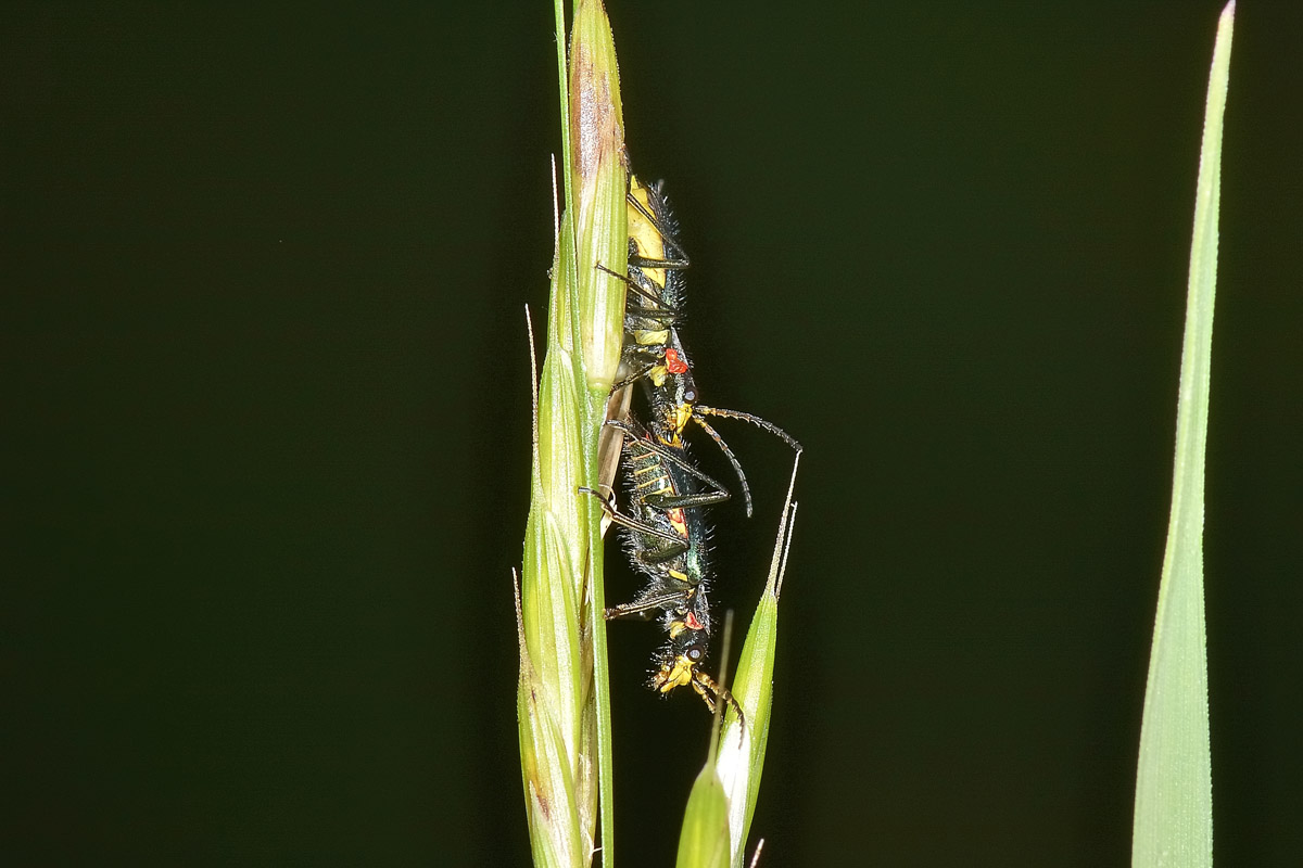 Tenere effusioni tra Malachiidae: Clanoptilus emarginatus